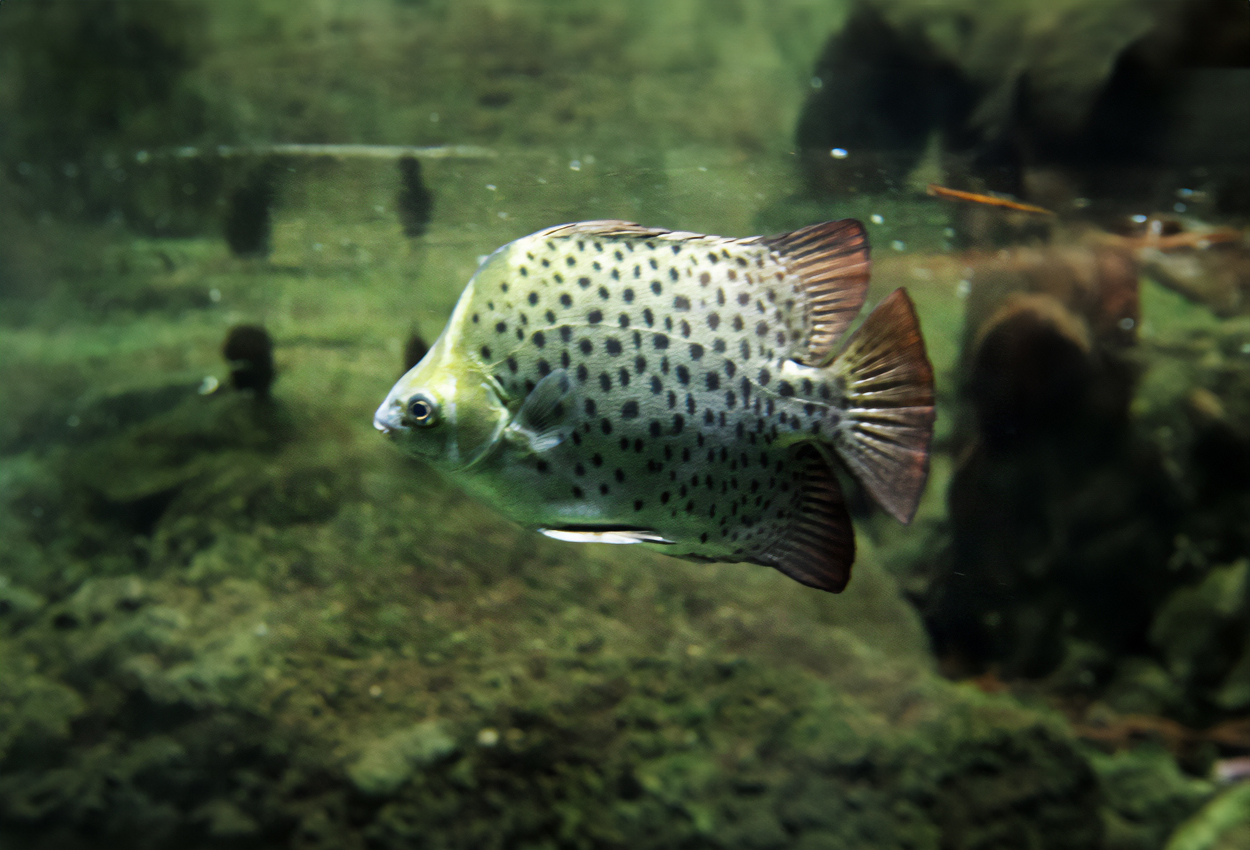 Scatophagus arcus