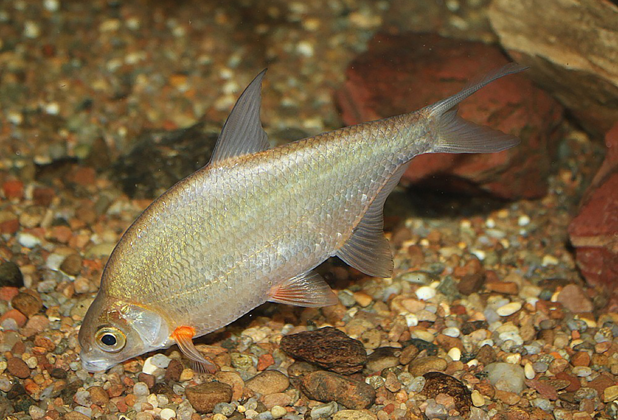Abramis bjoerkna