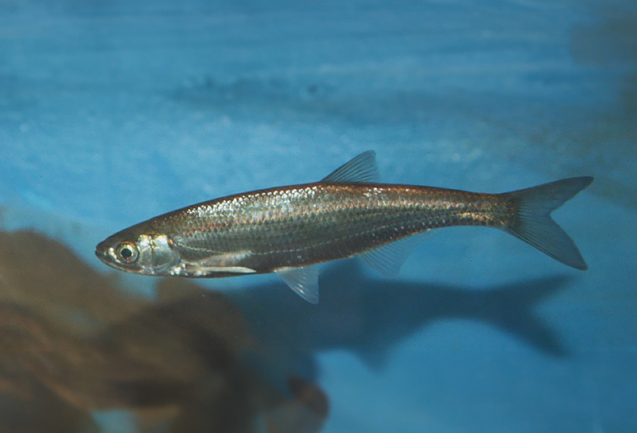 Alburnus alburnus