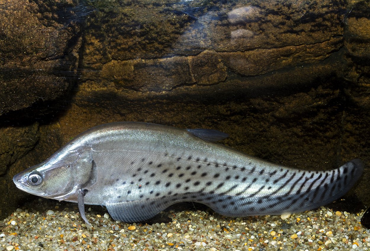Asiatisk jätteknivfisk