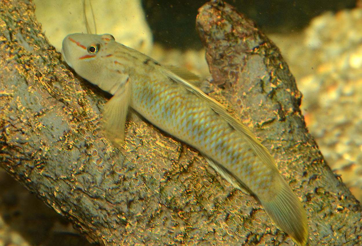Rhinogobius candidianus