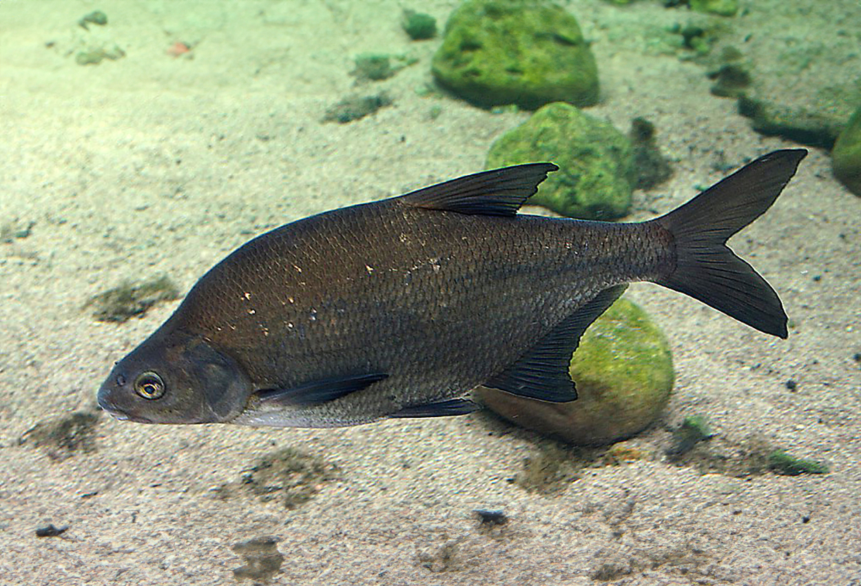 Abramis brama