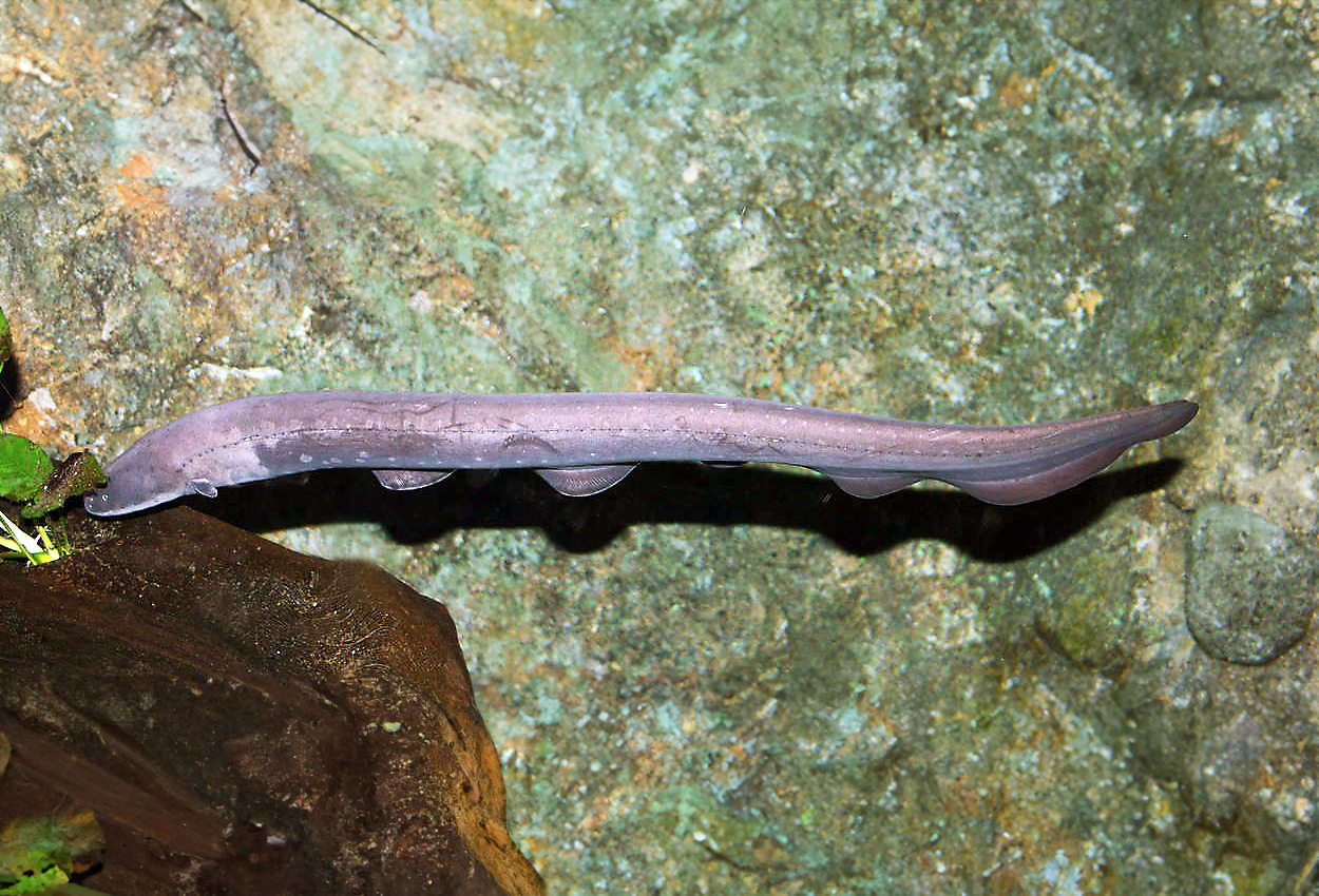 Electrophorus electricus