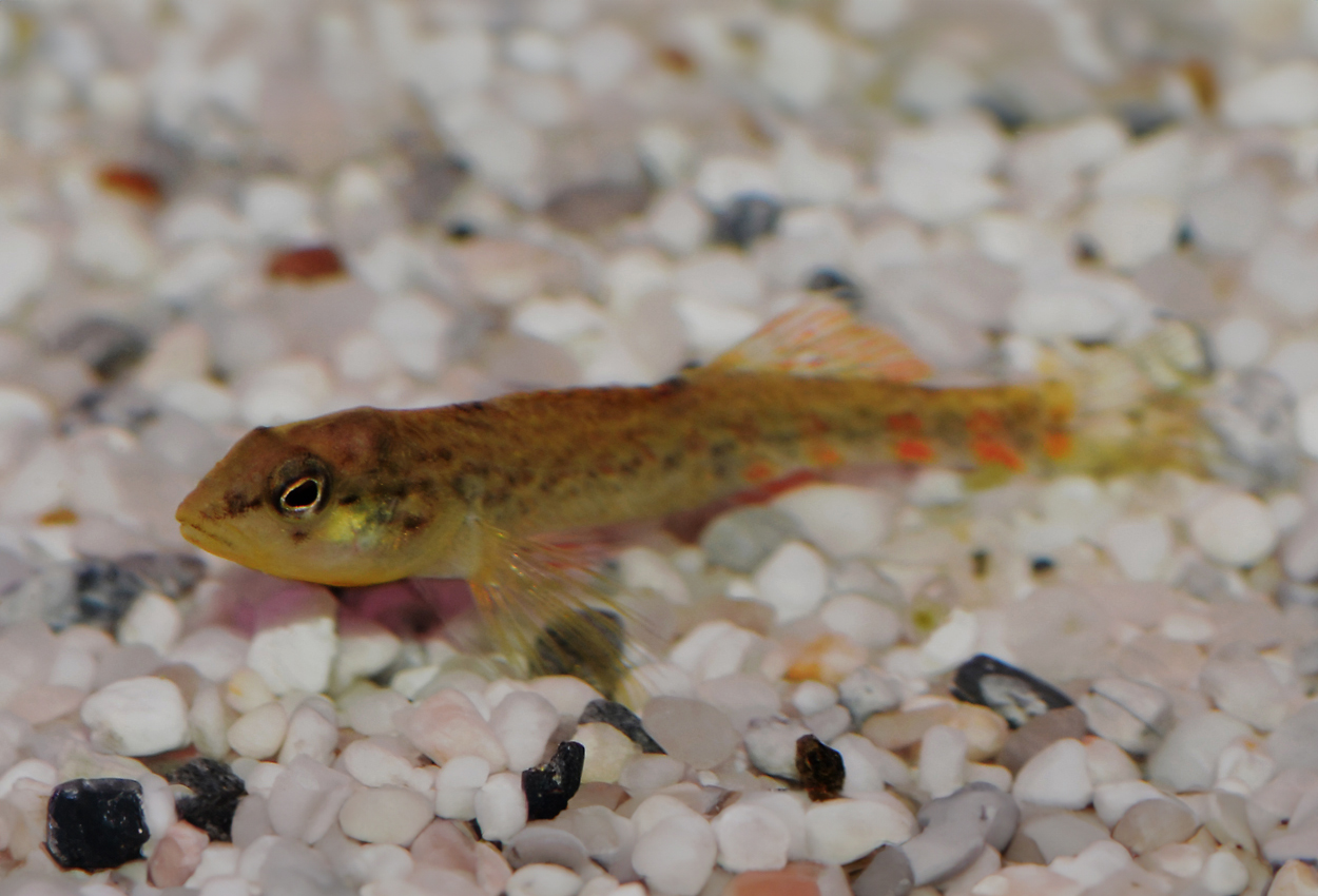 Etheostoma caeruleum