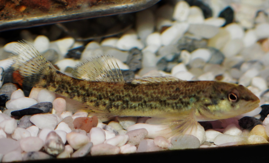 Etheostoma caeruleum