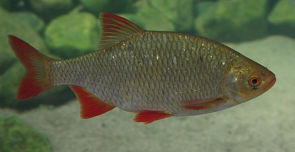 Scardinius erythrophthalmus