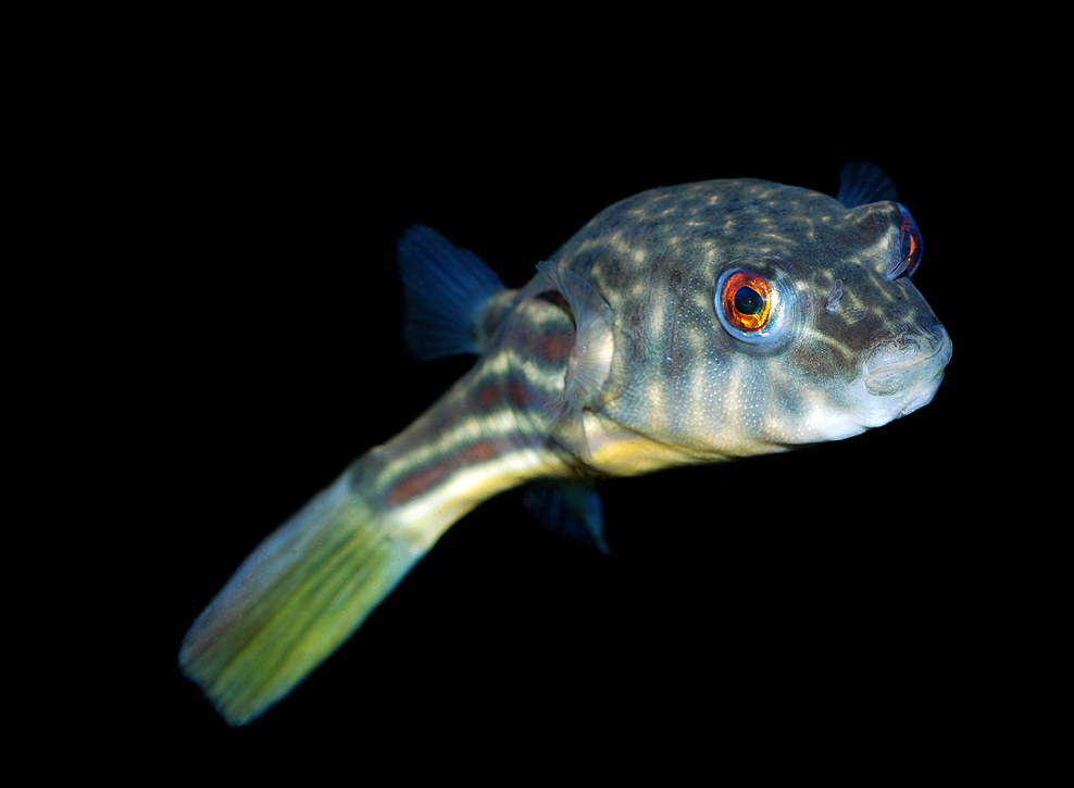 Tetraodon lineatus