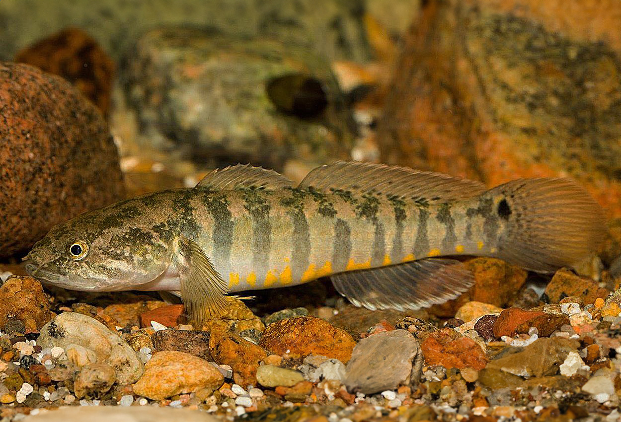 Bostrychus zonatus