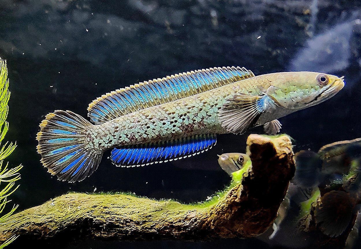 Channa stewarti