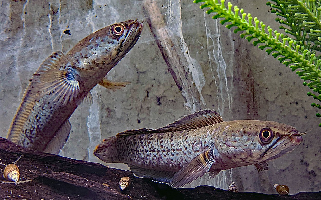 Channa stewarti