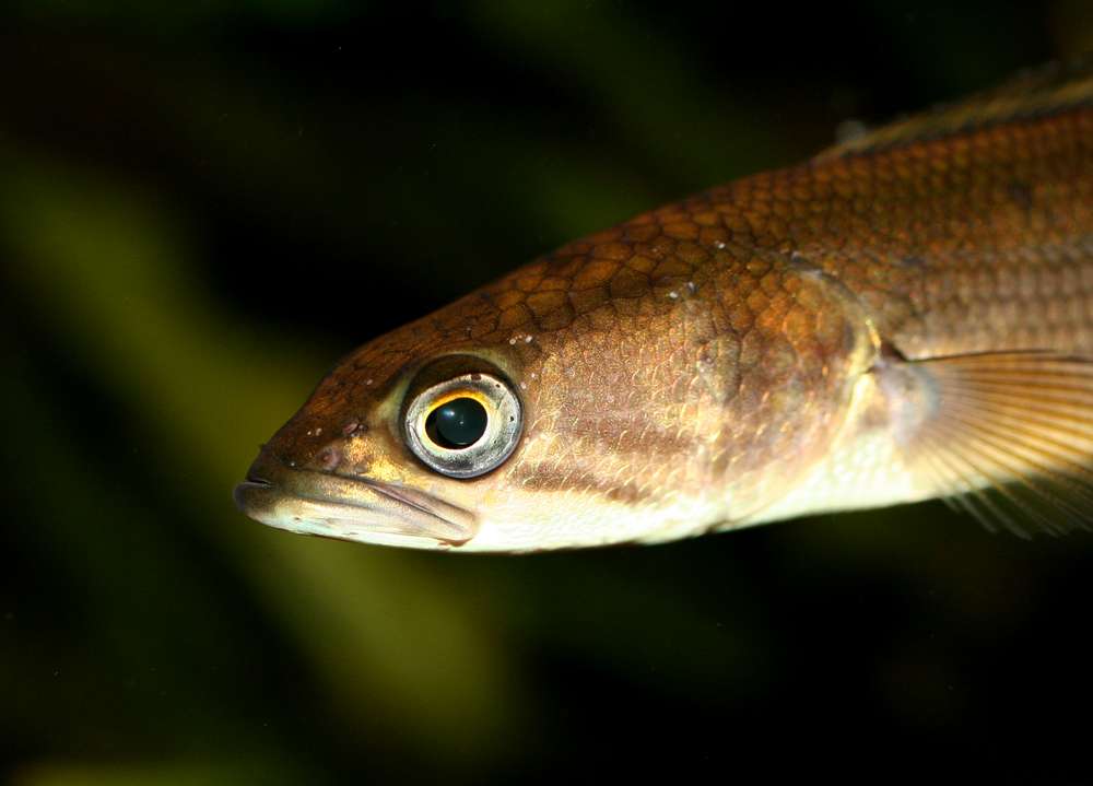 Channa pleurophthalmus