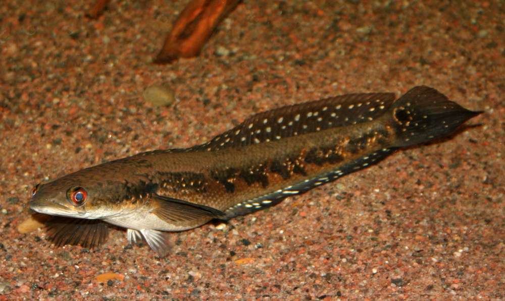 Channa sp. "meakong"