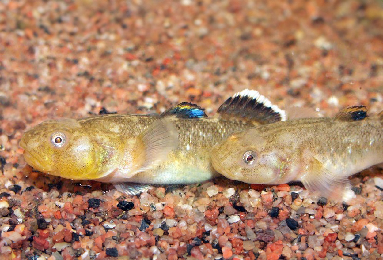 Chlamydogobius eremius