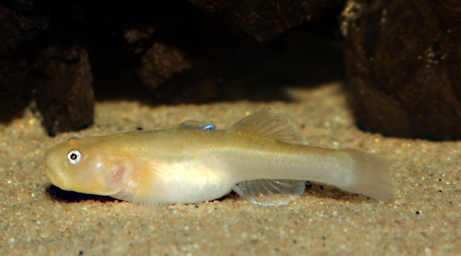 Chlamydogobius eremius