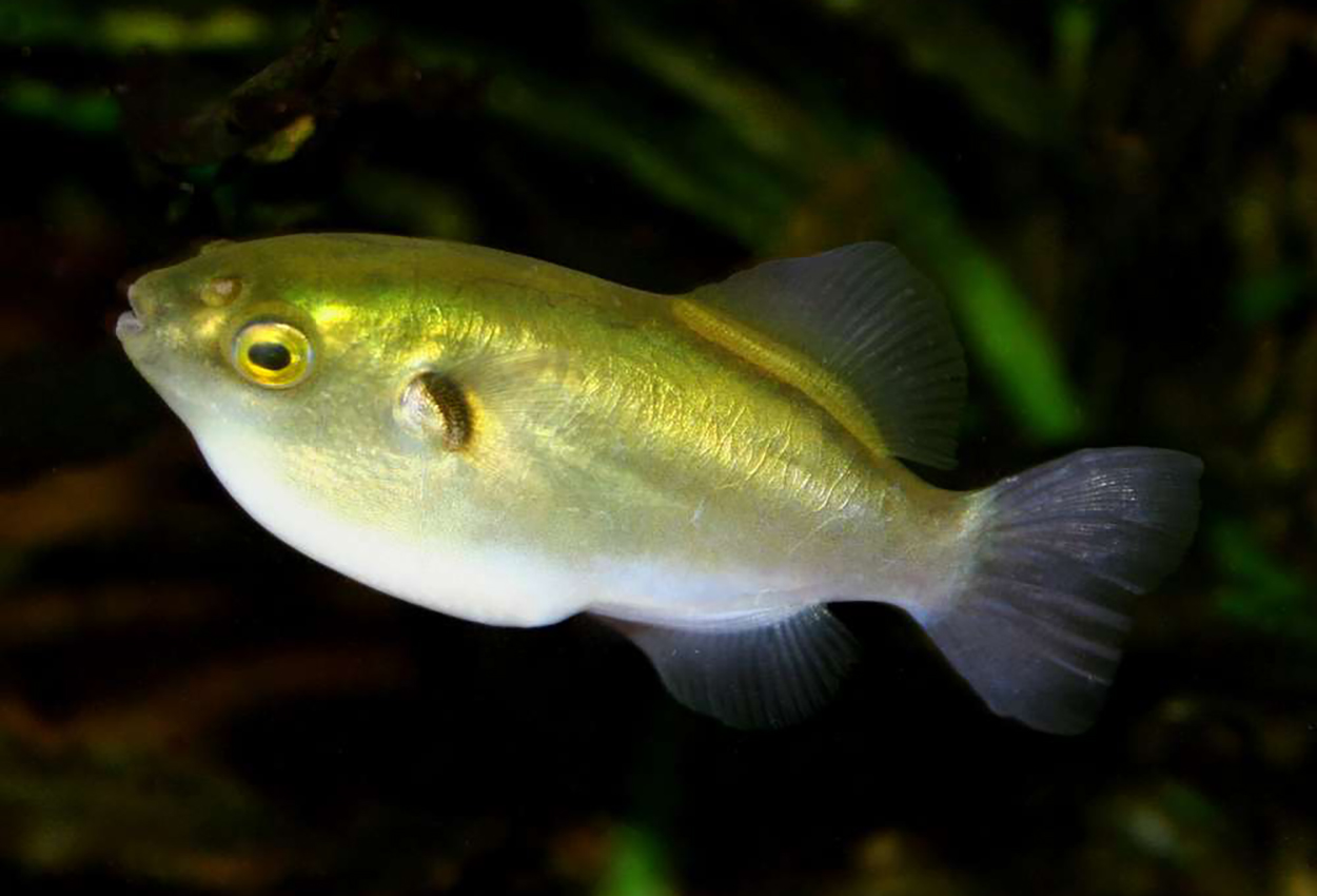 Chonerhinus modestus