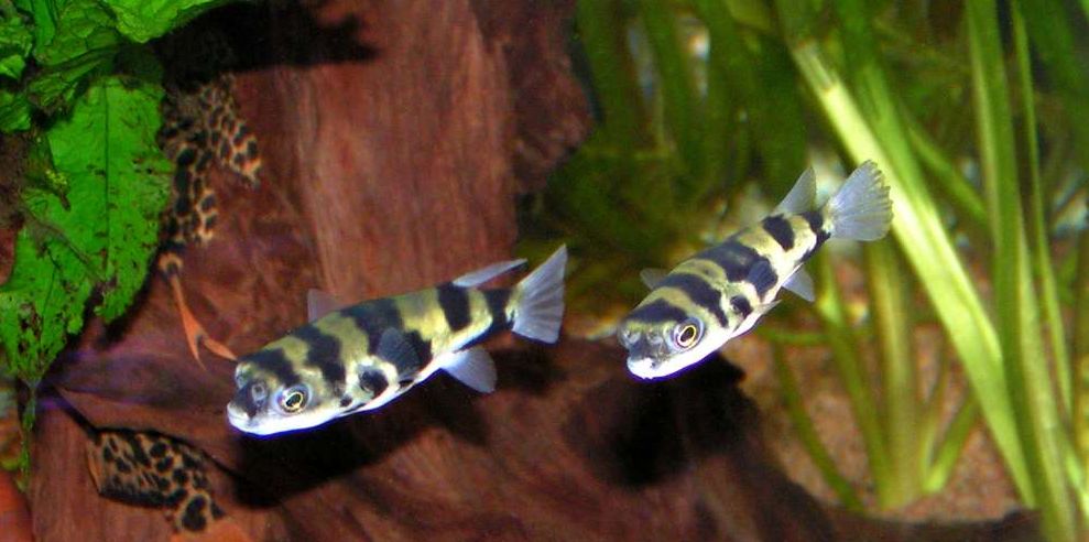 Colomesus asellus