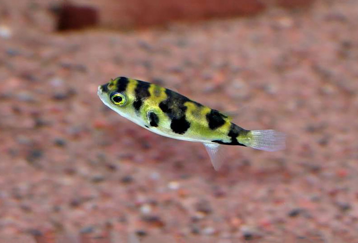 Colomesus asellus