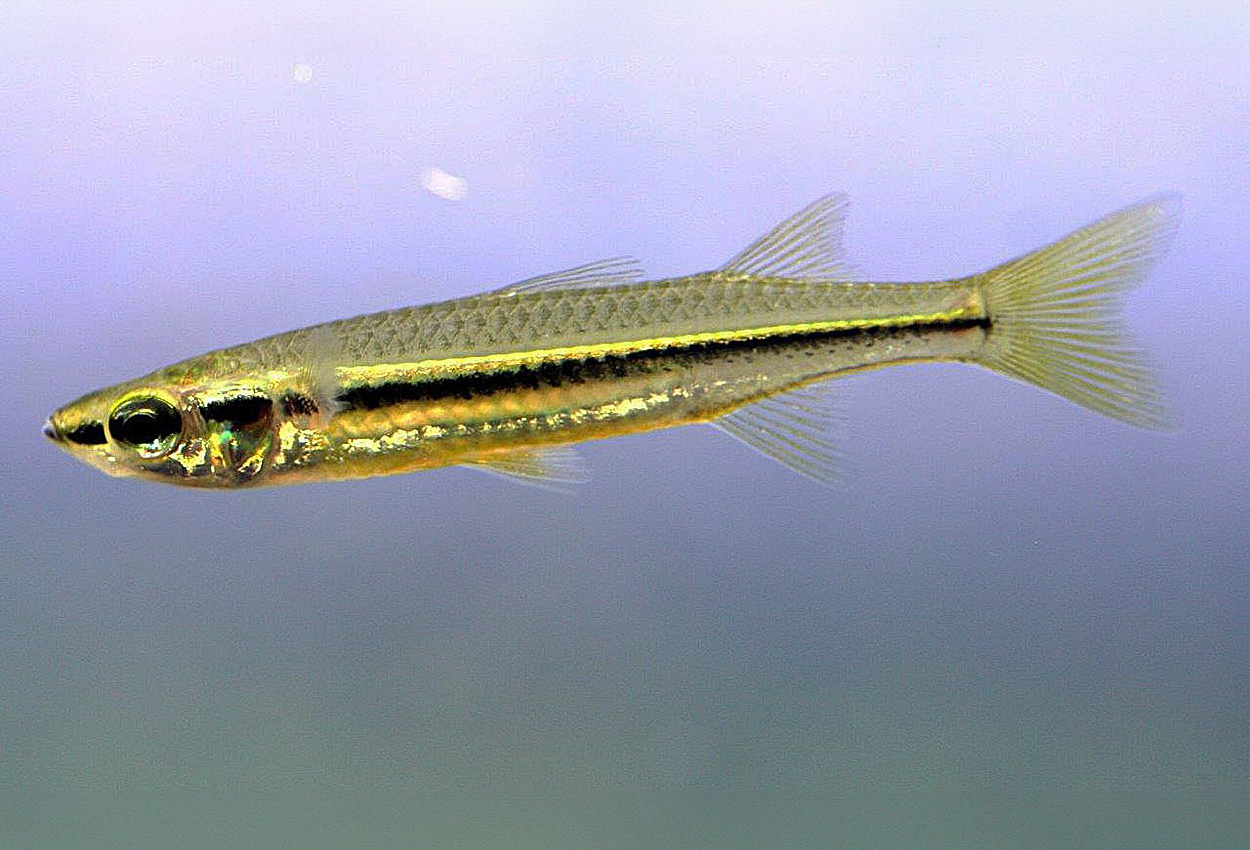 Craterocephalus stercusmuscarum