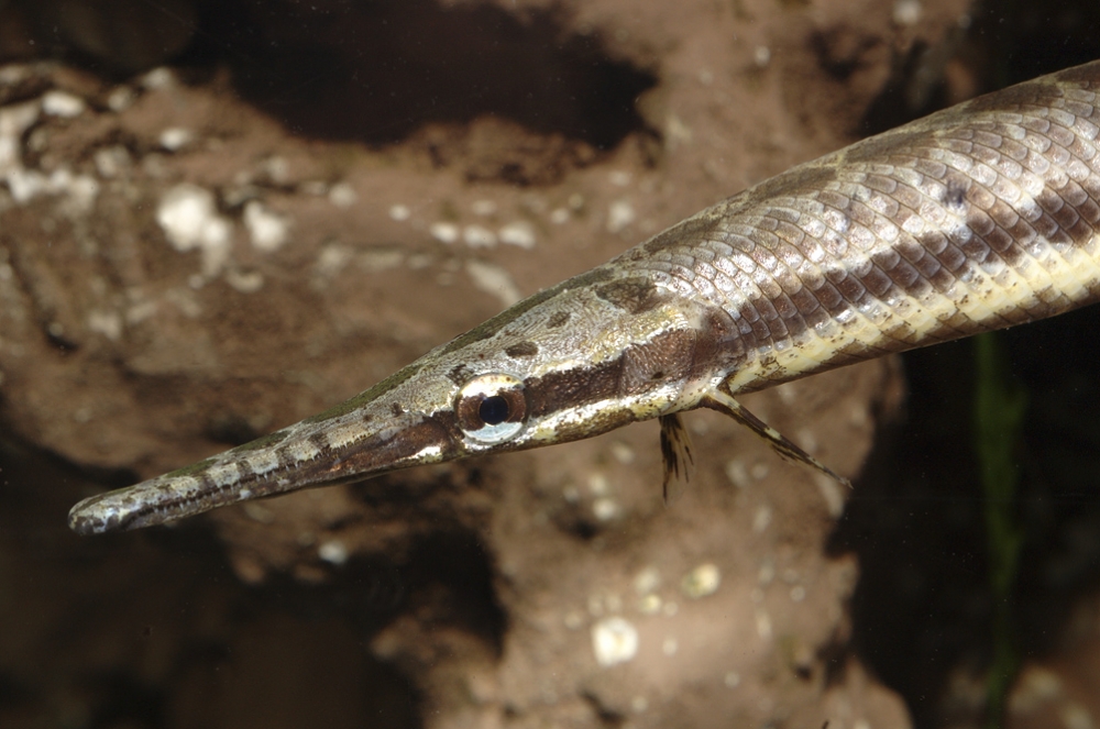 Lepisosteus oculatus