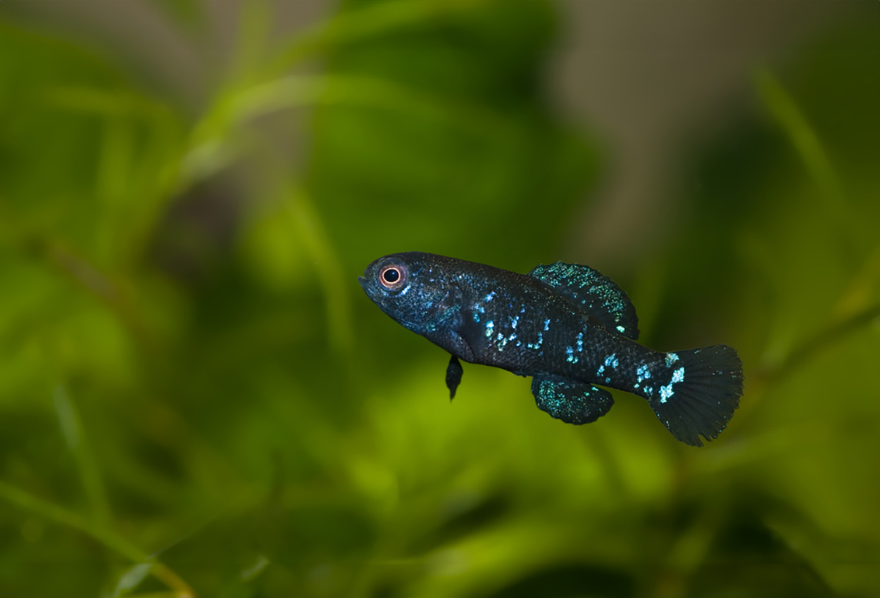 Elassoma evergladei