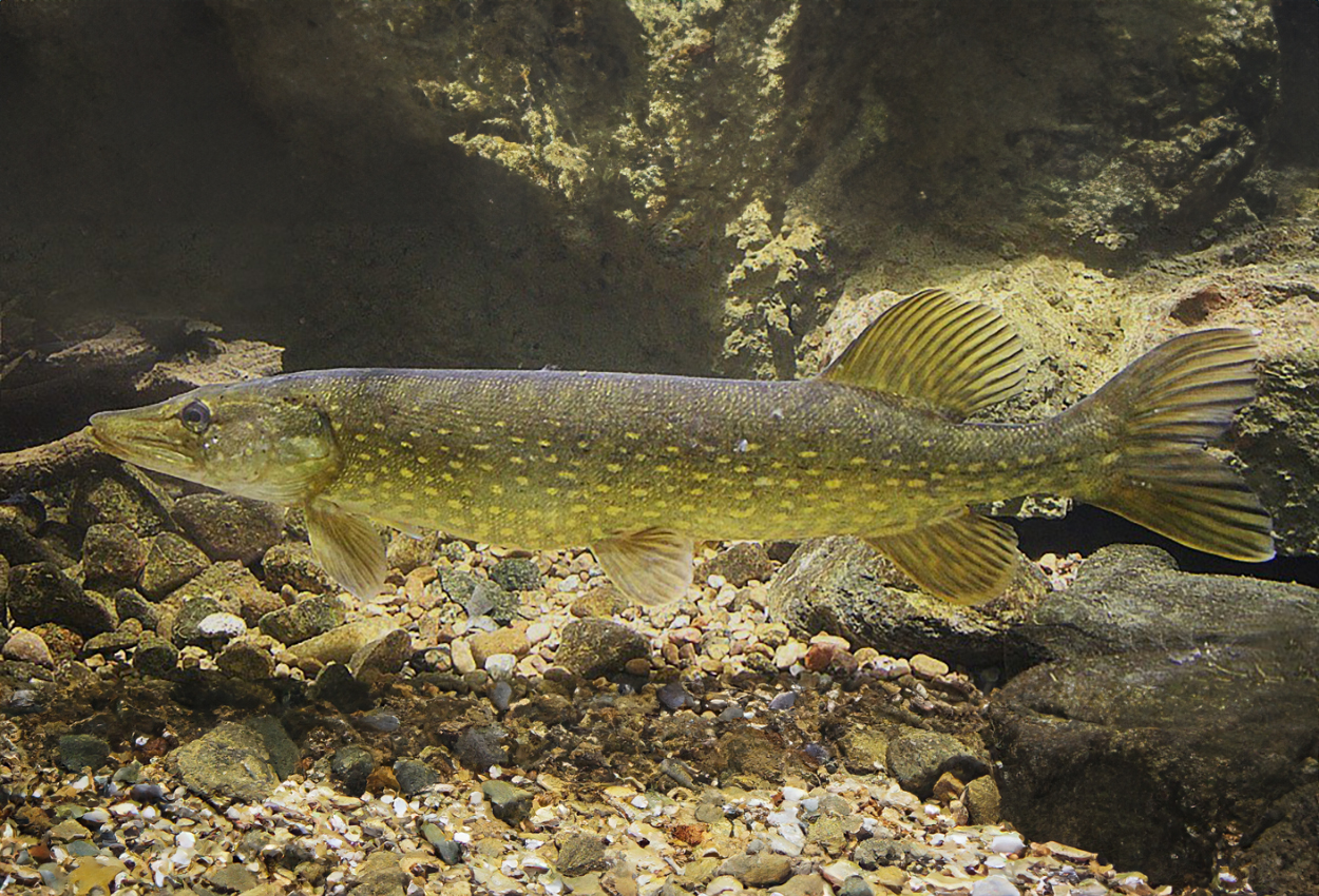 Esox lucius