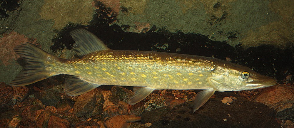Esox lucius