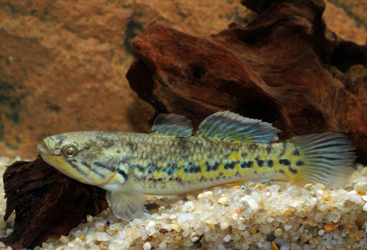 Giuris margaritaceus/i>