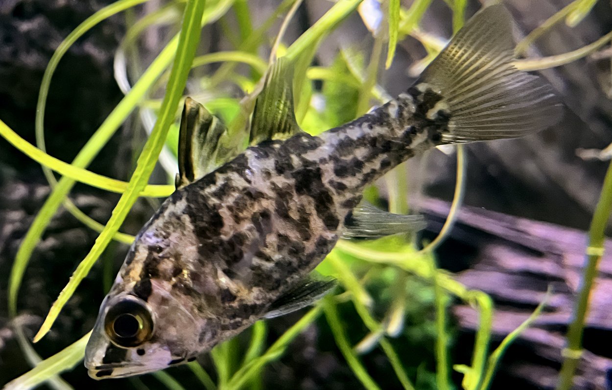 Glossamia aprion