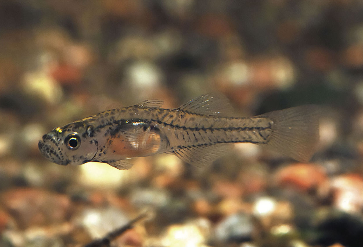 Gobiopterus chuno