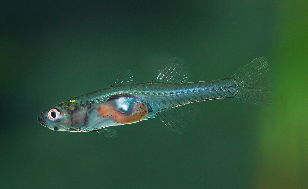 Gobiopterus chuno