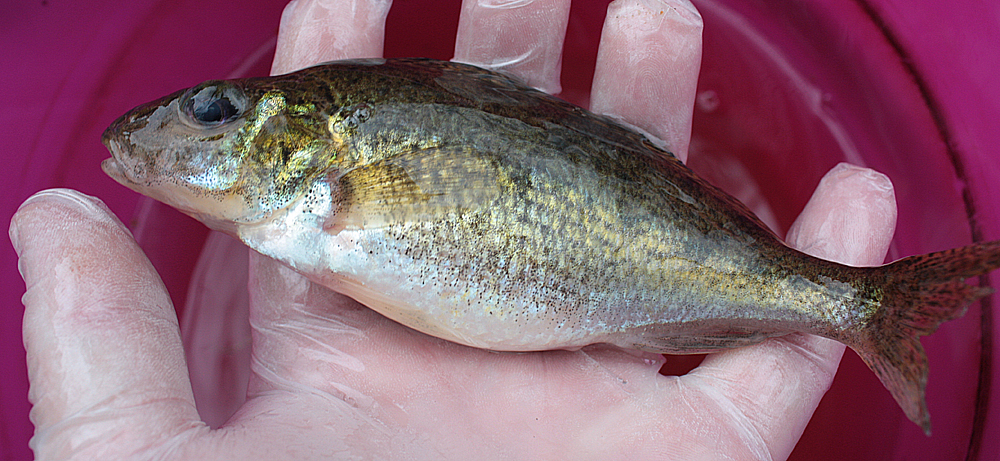 Gymnocephalus cernuus