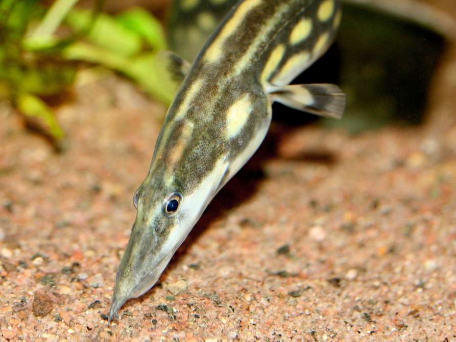 Mastacembelus armatus