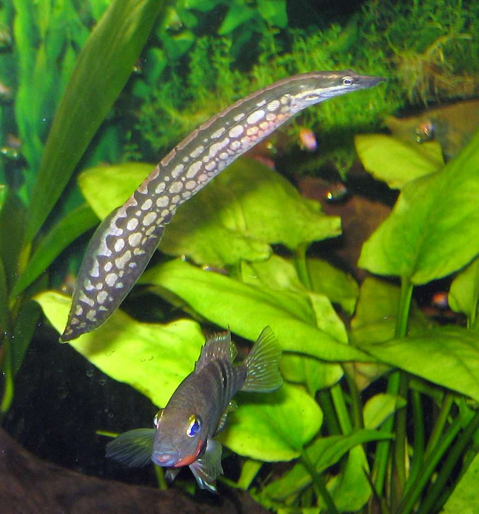 Mastacembelus armatus