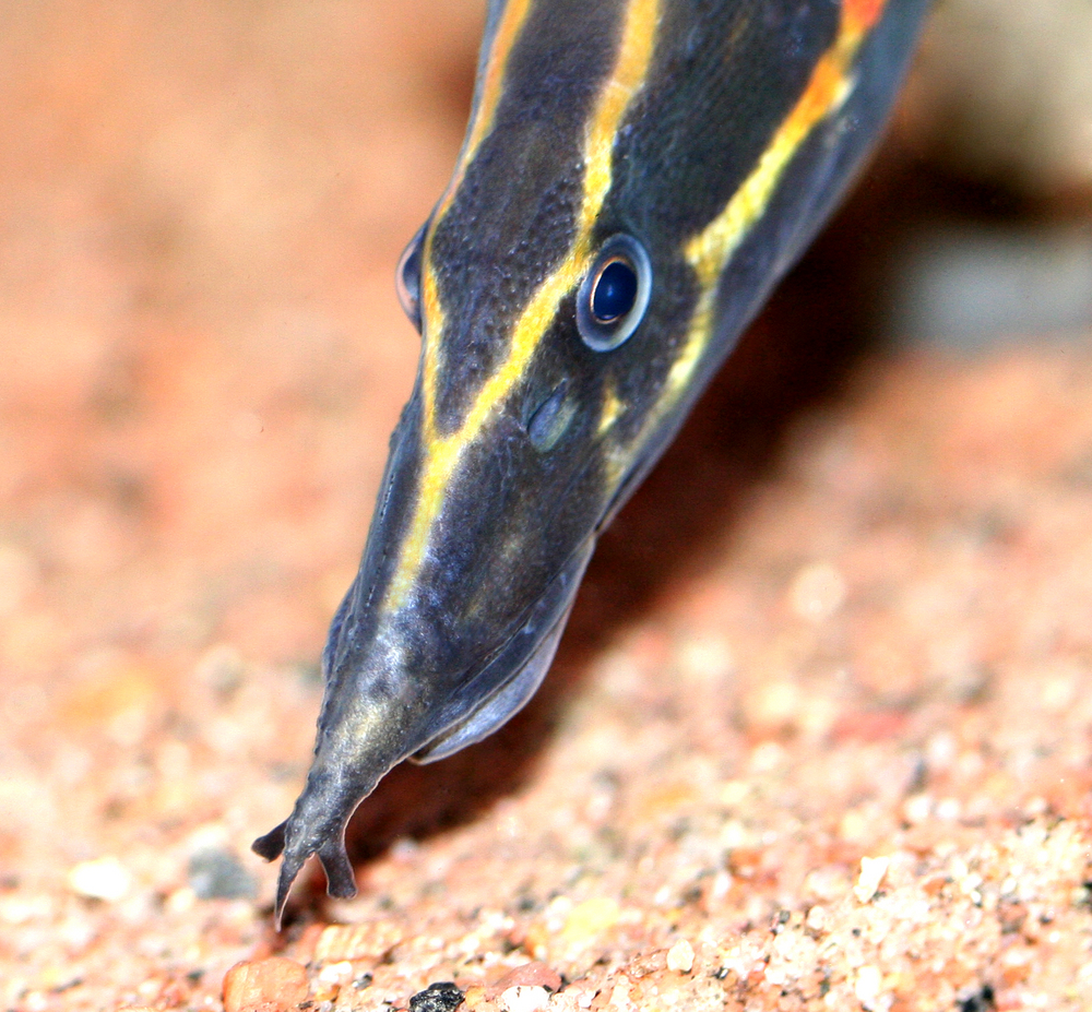 Mastacembelus erythrotaenia