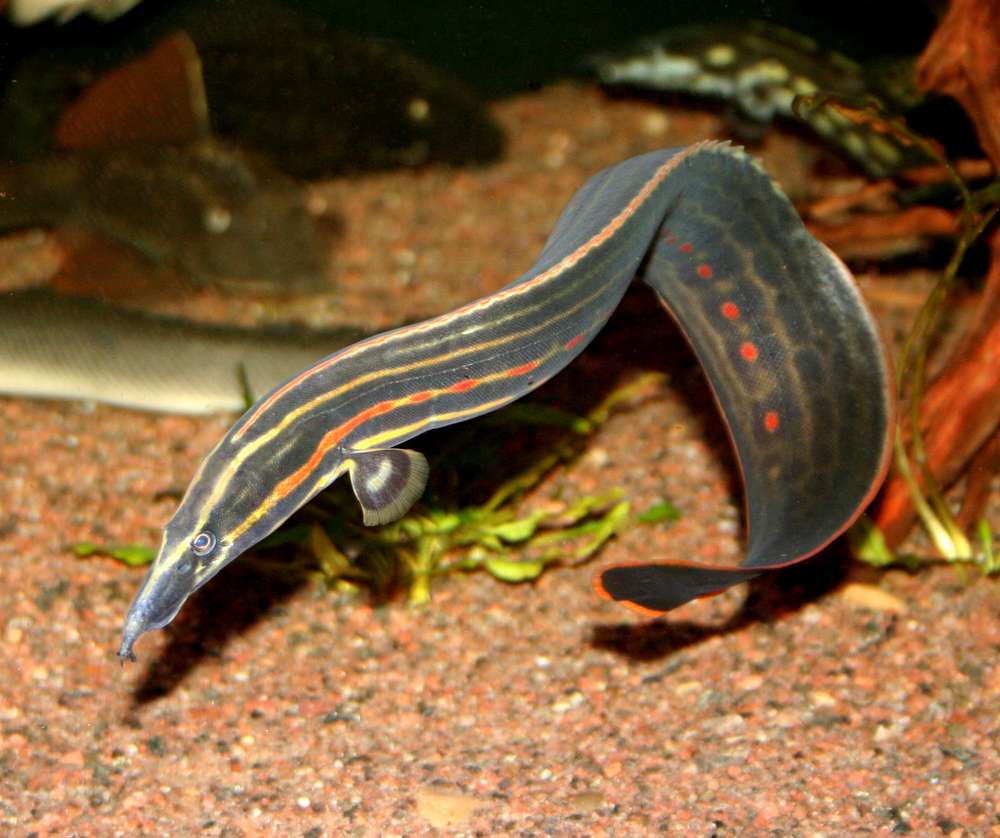 Mastacembelus erythrotaenia