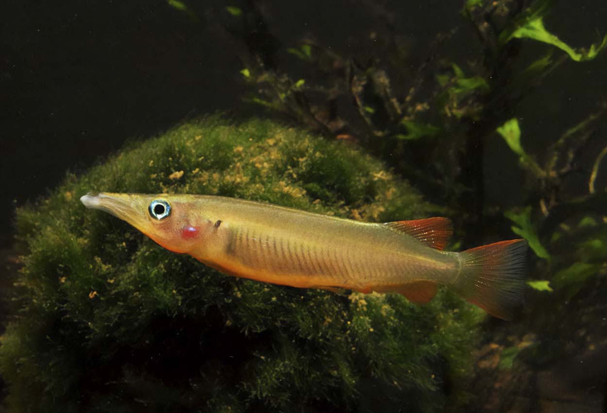 Sulawesi halvnebb 