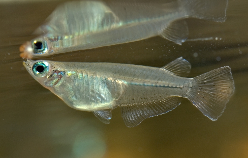 Oryzias javanicus