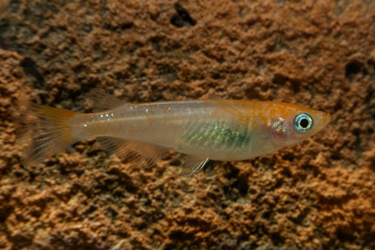 Oryzias latipes,  Komachi