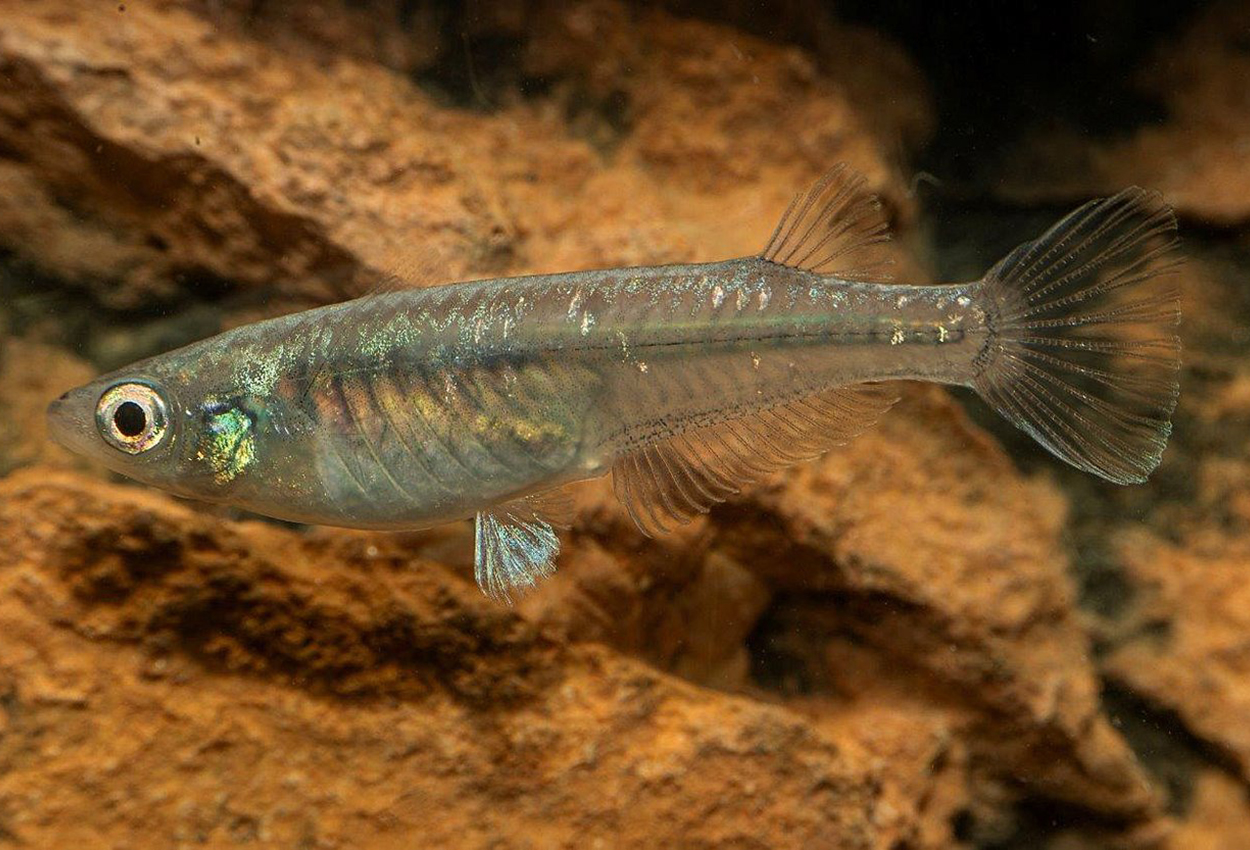 Oryzias latipes,  Miyuki black