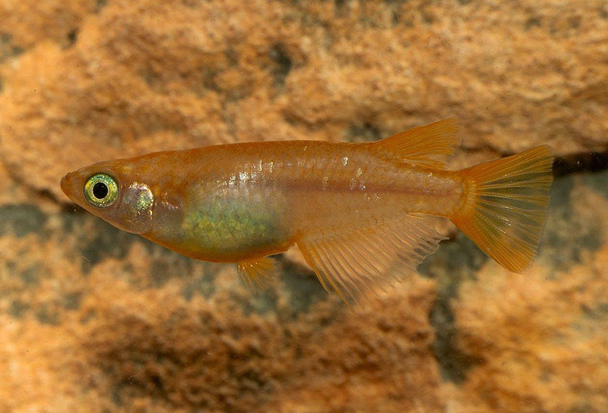 Oryzias latipes, Red Emperor