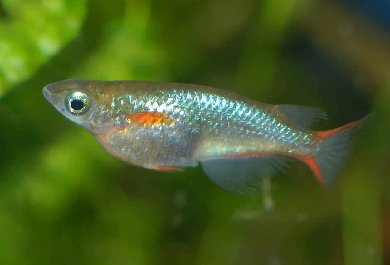 Oryzias woworae