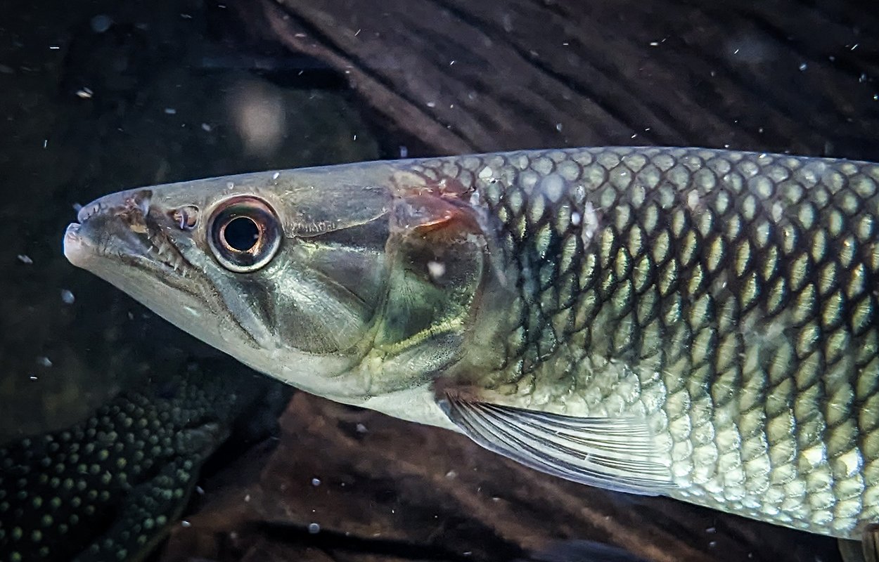 Hepsetus odoe