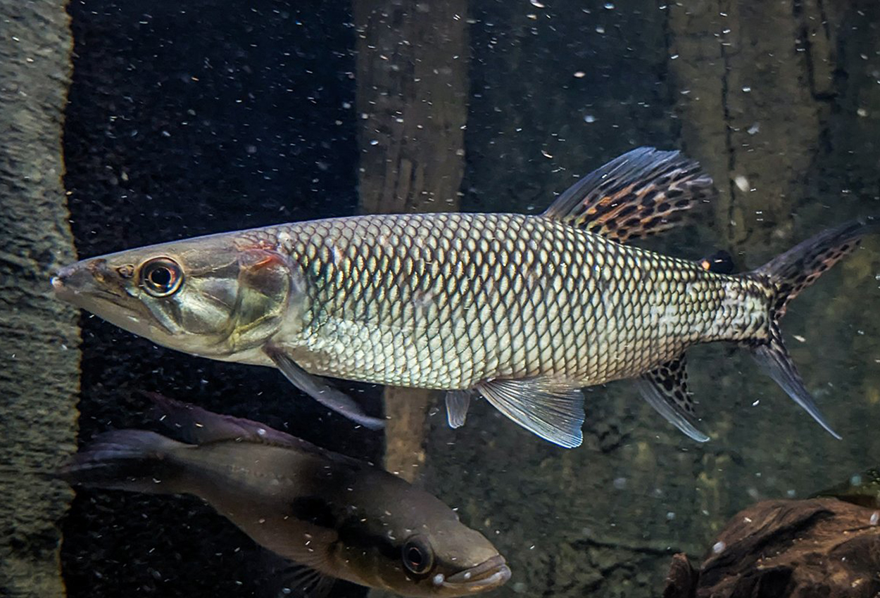 Hepsetus odoe