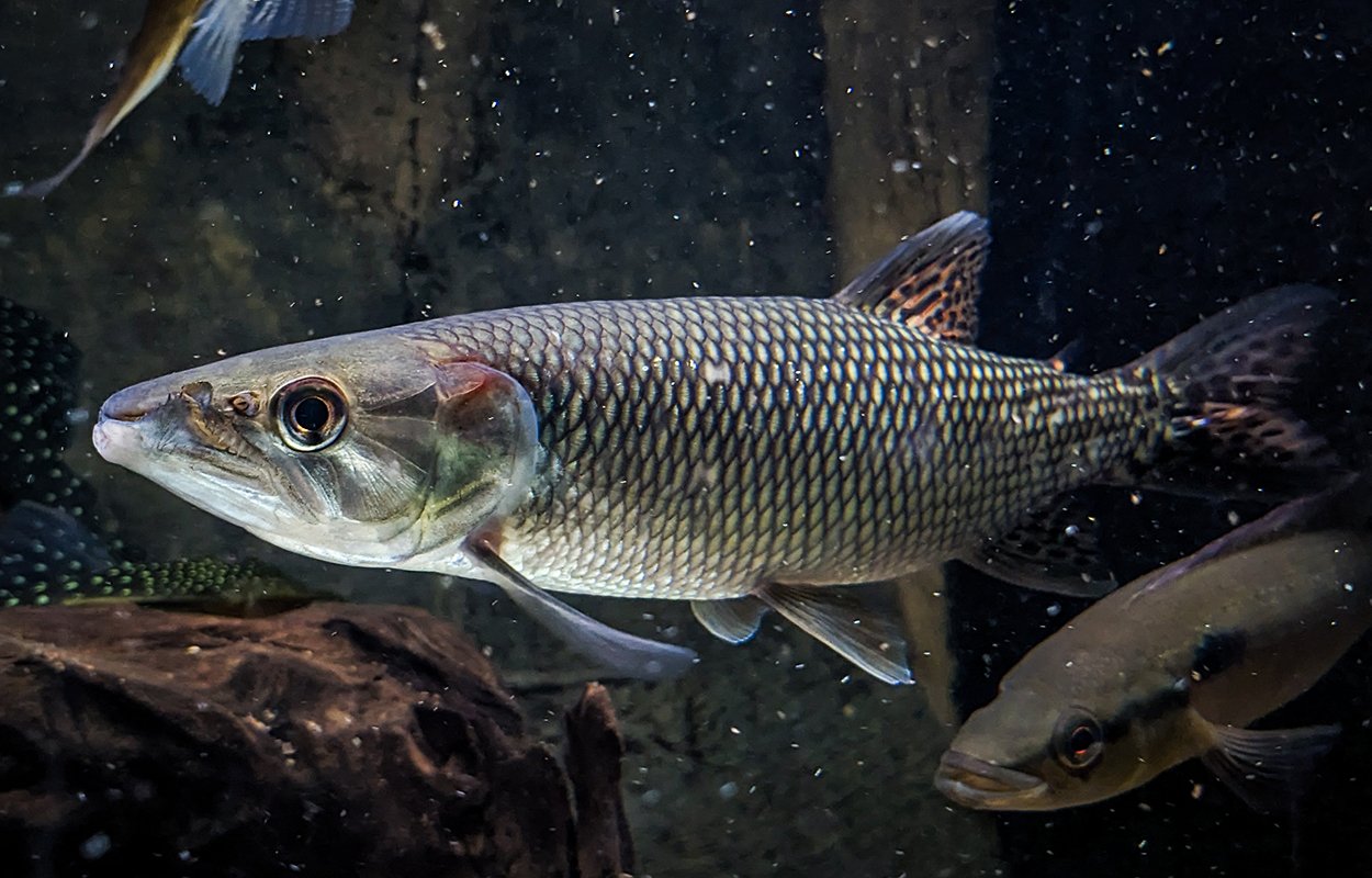 Hepsetus odoe
