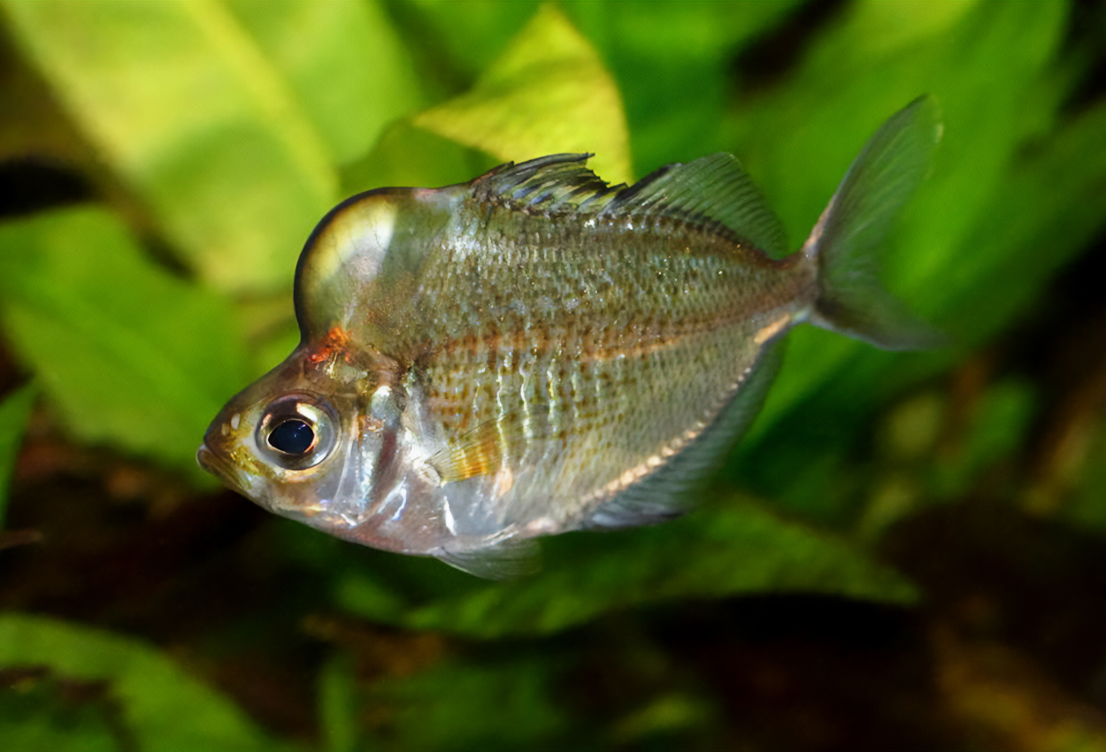 Parambassis pulcinella