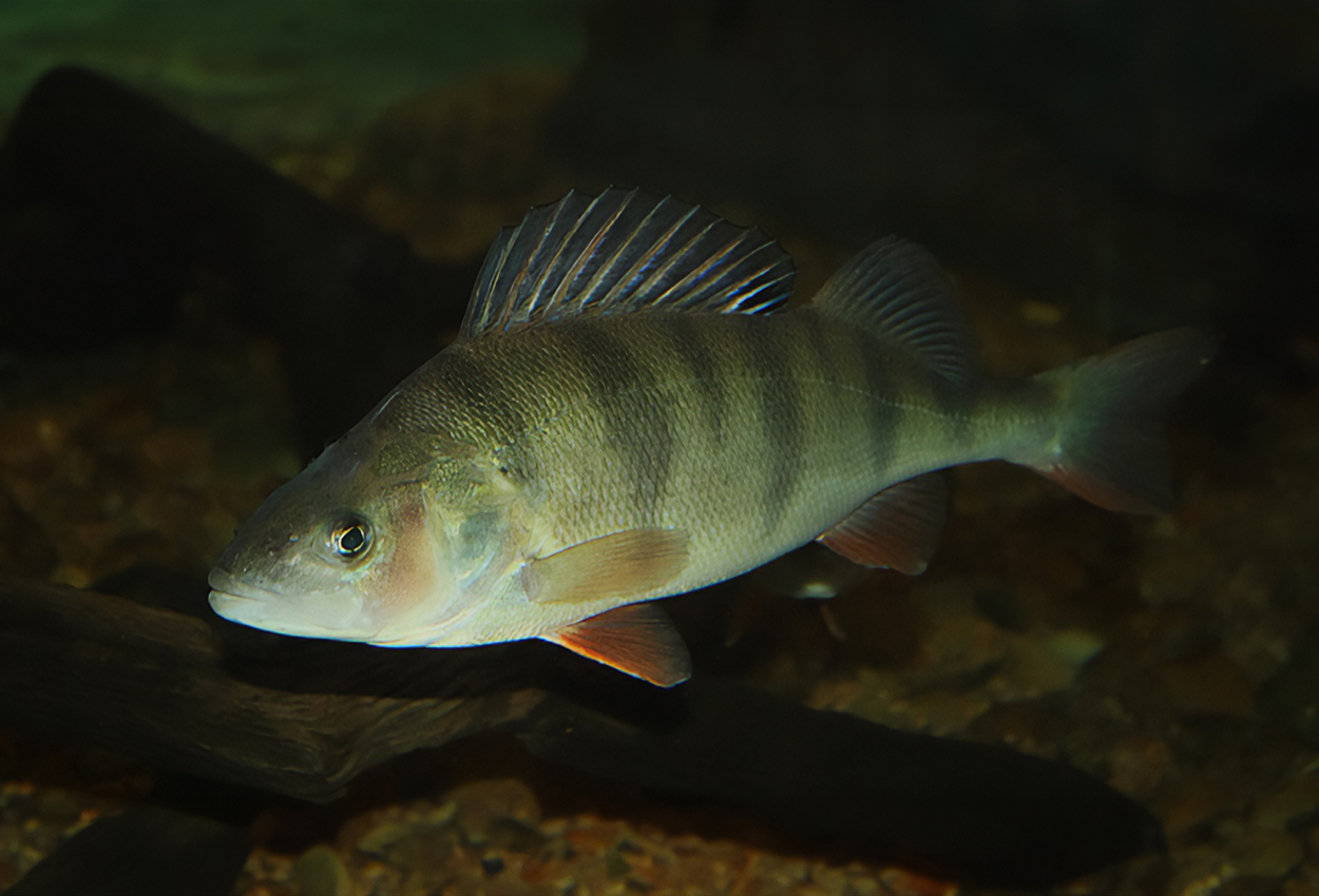 Perca fluviatilis