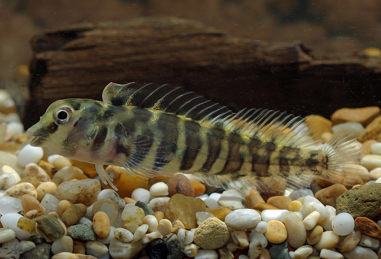 Phenablennius heyligeri