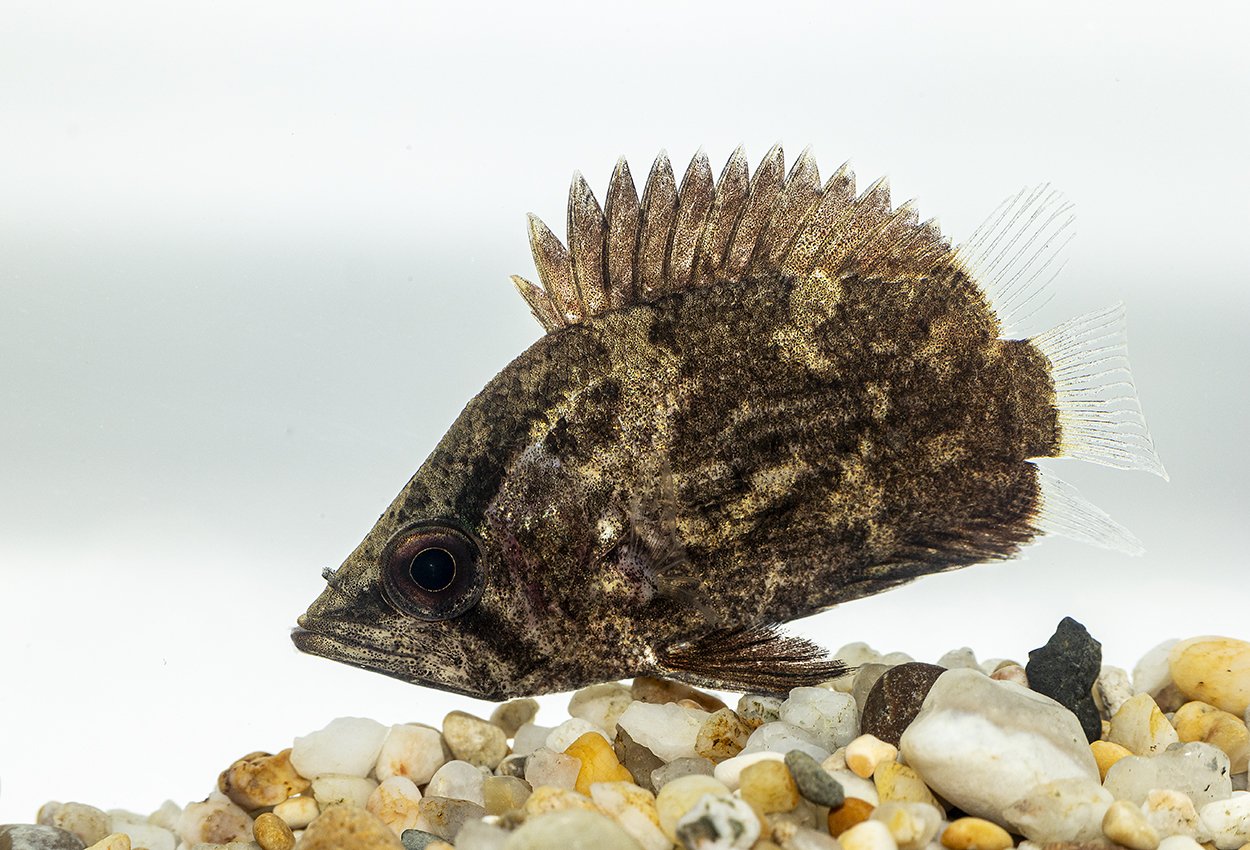 Afrikans bladfisk
