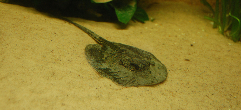 Potamotrygon orbignyi