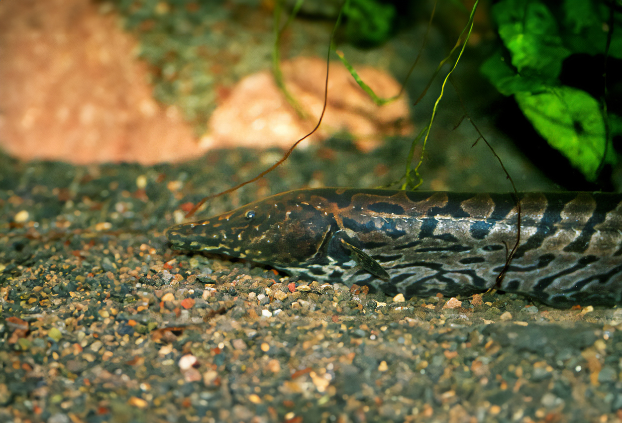 Rhamphichthys rostratus